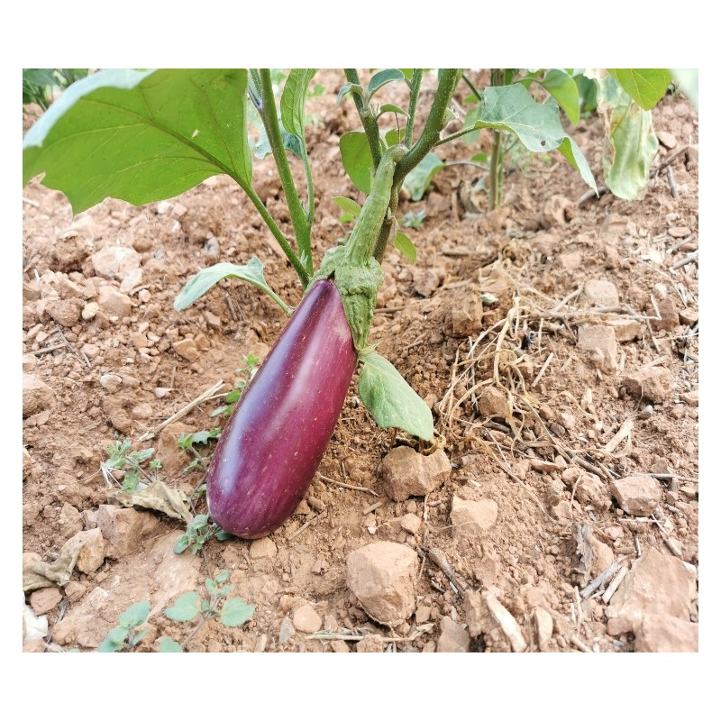 Semences d'aubergine Violette de Toulouse de Pascal Poot