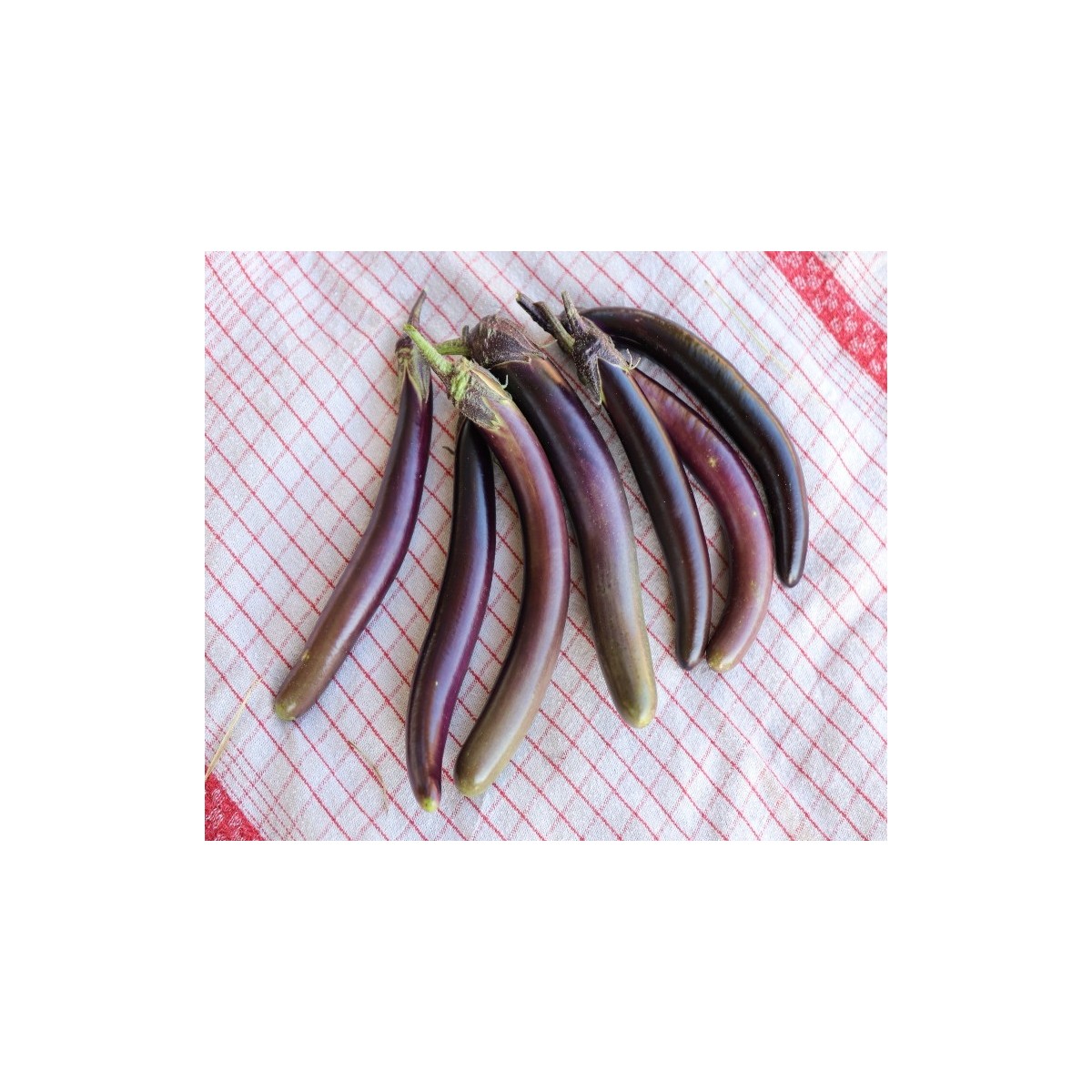 Aubergine Baguette