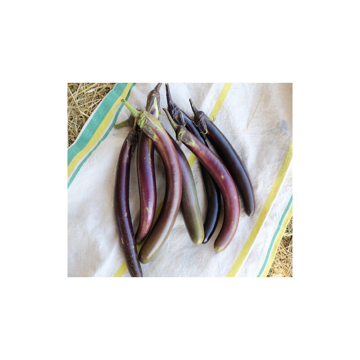 Aubergine Baguette violette pourpre Semences Pascal Poot