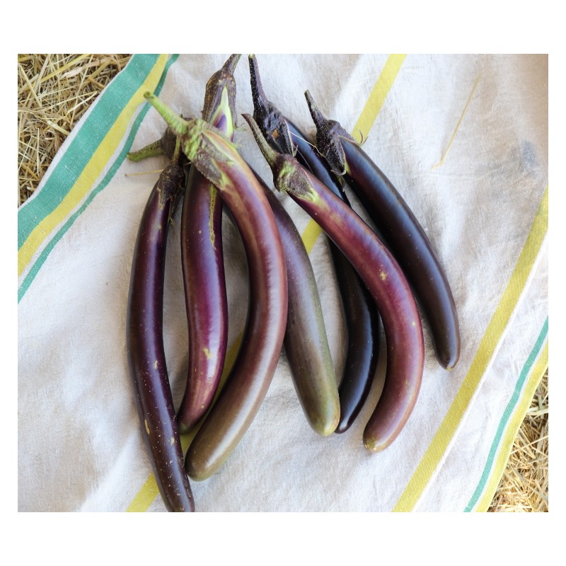 Aubergine Baguette violette pourpre Semences Pascal Poot