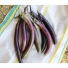 Aubergine Baguette violette pourpre Semences Pascal Poot