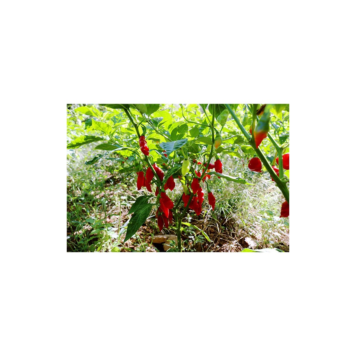 Semences de Piment Végétarien semences Pascal Poot