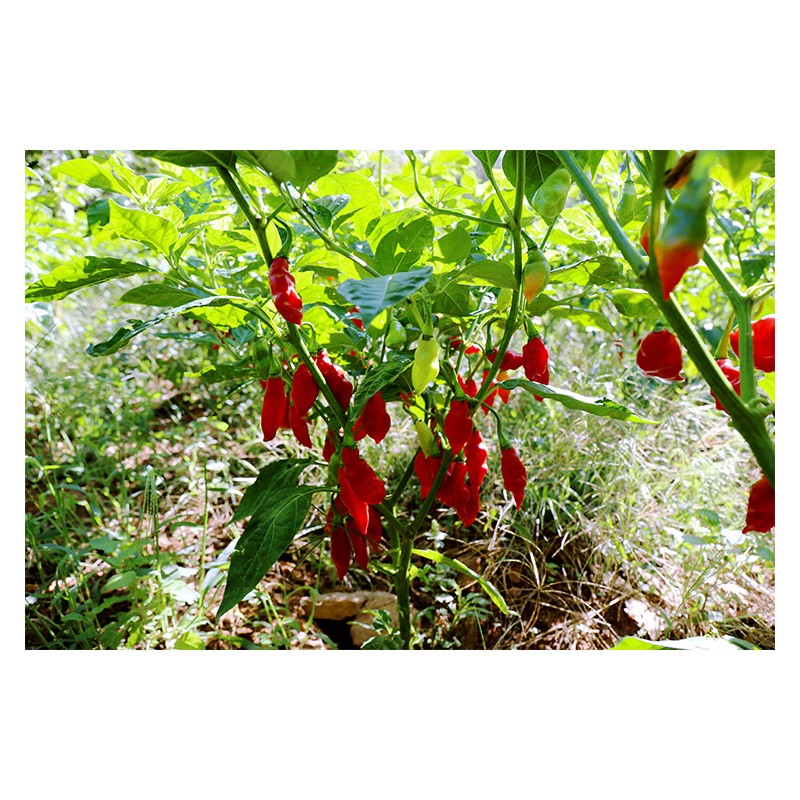 Piment végétarien - Capsicum chinense