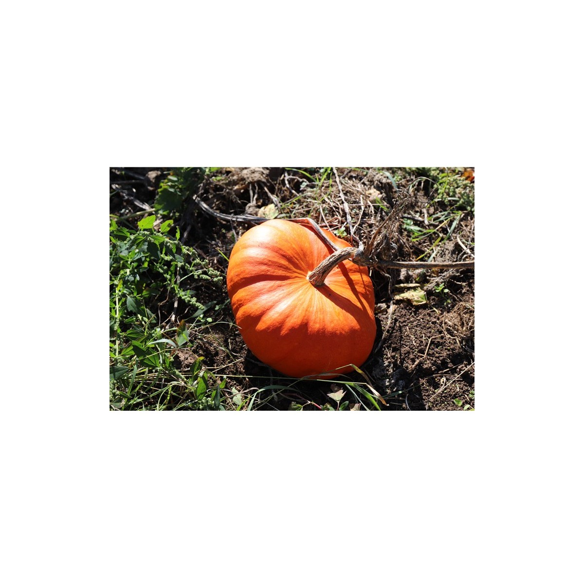 Potiron rouge vif d'Etampes