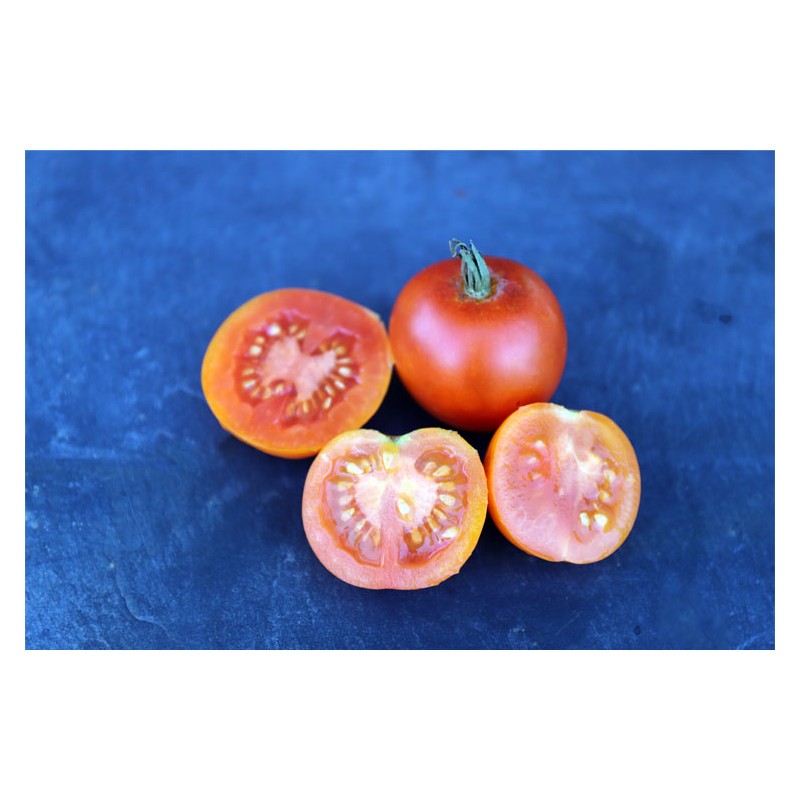 Semences de tomates Auriga très originale et gouteuse