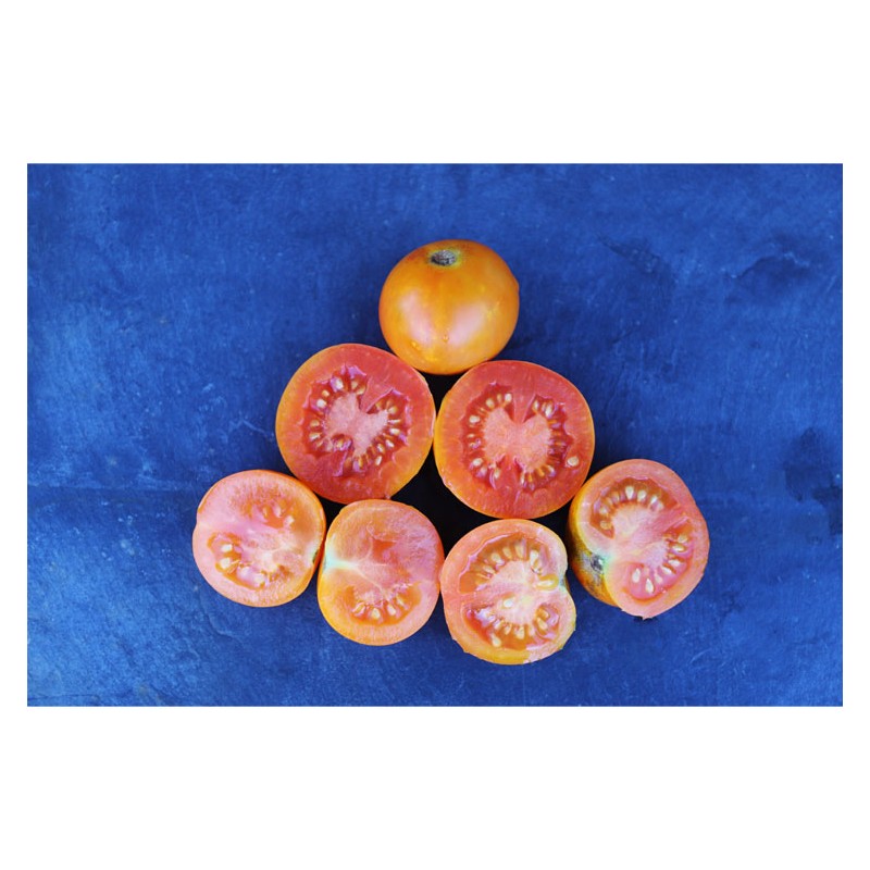 Semences de tomates Auriga très originale et gouteuse