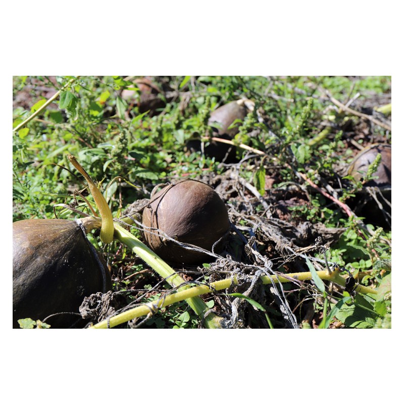 Courge Vert Olive Chair Orange semences bio reproductibles