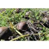 Courge Vert Olive Chair Orange semences bio reproductibles