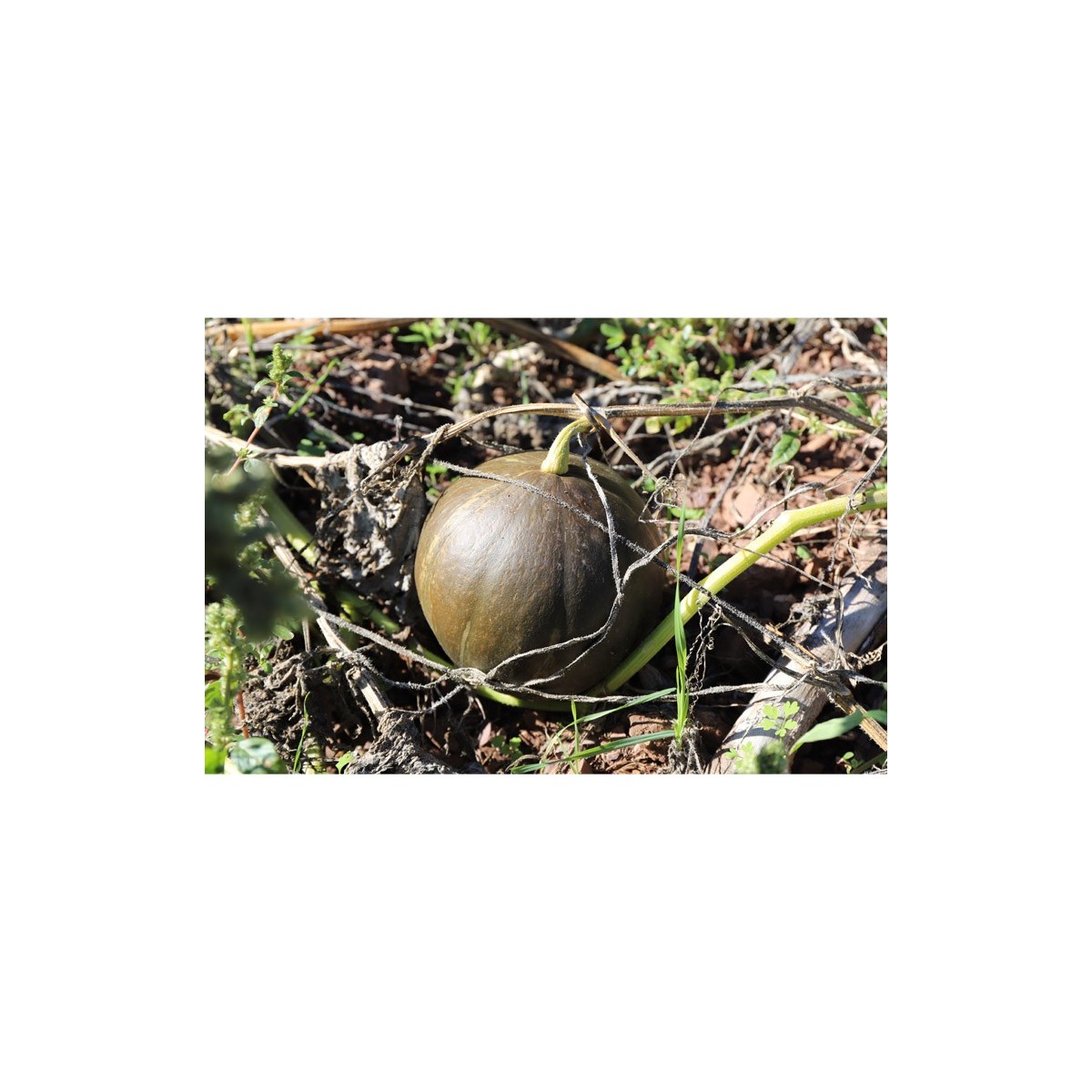 Potiron vert Olive