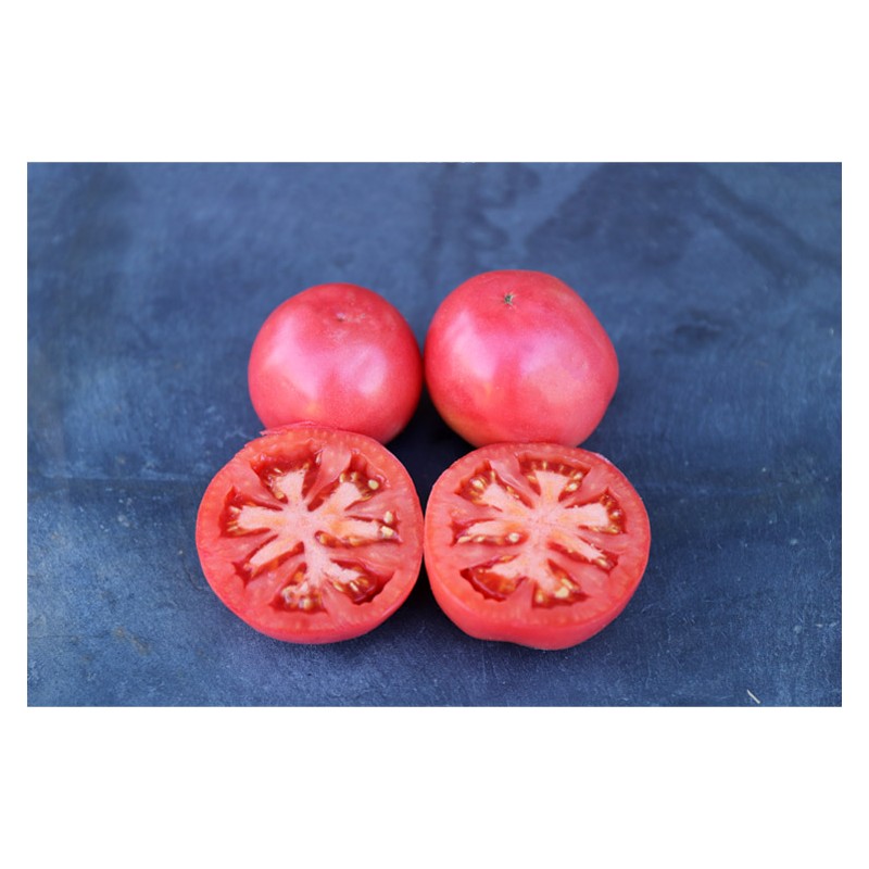 Tomate Belle de Lyon