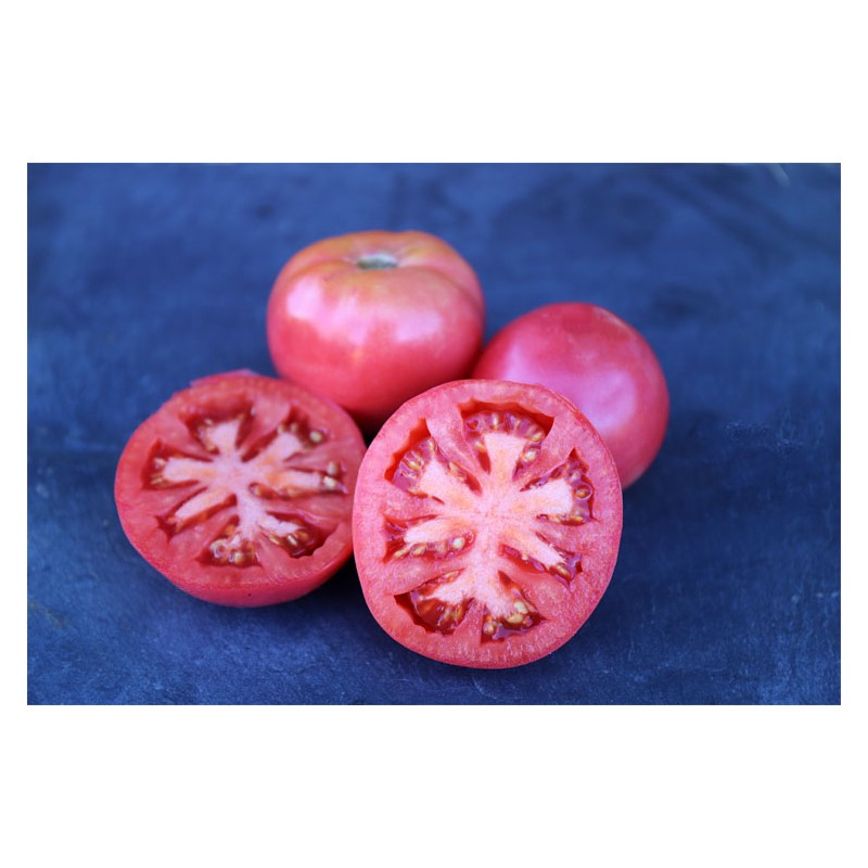 Tomates Belle de Lyon ou monstrueuse de Lyon Semences bio