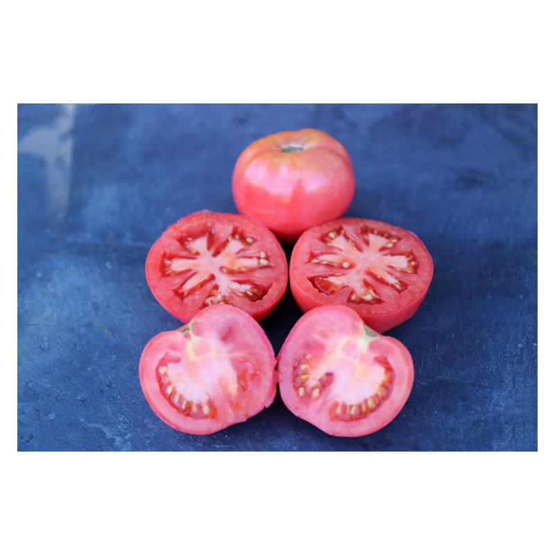 Tomates Belle de Lyon ou monstrueuse de Lyon Semences bio
