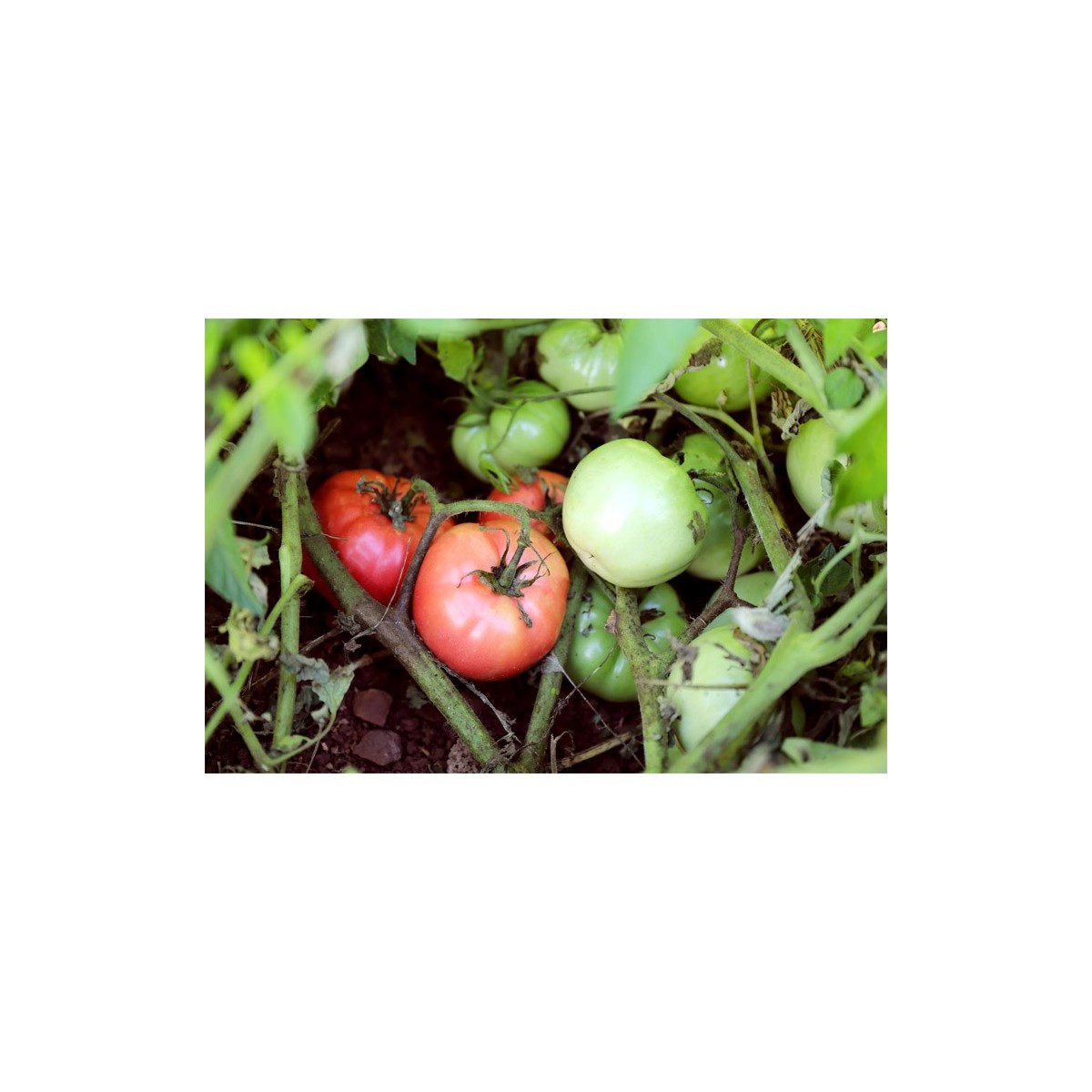 Tomates Belle de Lyon ou monstrueuse de Lyon Semences bio