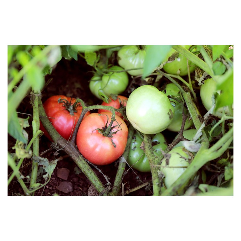 Tomates Belle de Lyon ou monstrueuse de Lyon Semences bio