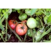 Tomates Belle de Lyon ou monstrueuse de Lyon Semences bio