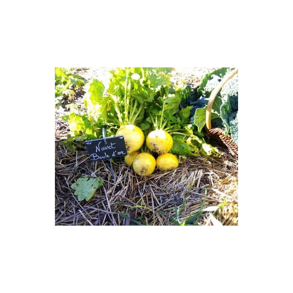Navet Jaune Boule d'Or