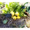 Navet Jaune Boule d'Or