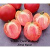 Assortiment de tomates variétés anciennes bio vente en ligne