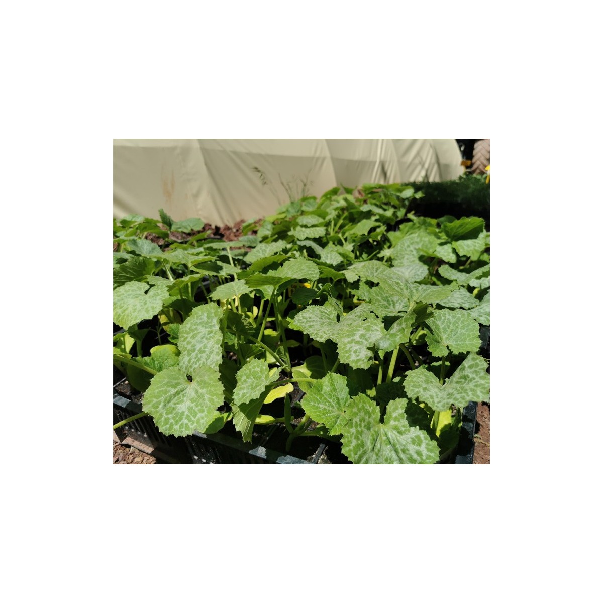 Plants de courgette