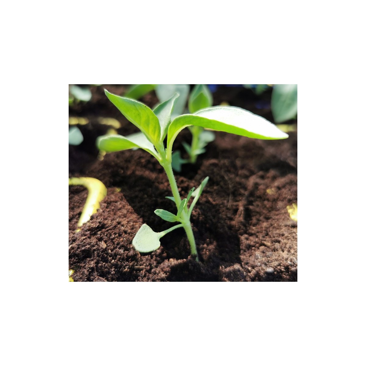 Assortiment de 18 plants de légumes (réf 07)