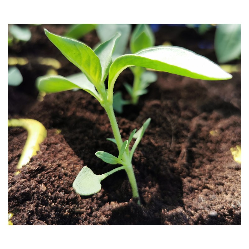 Assortiment de 18 plants de légumes (réf 07)
