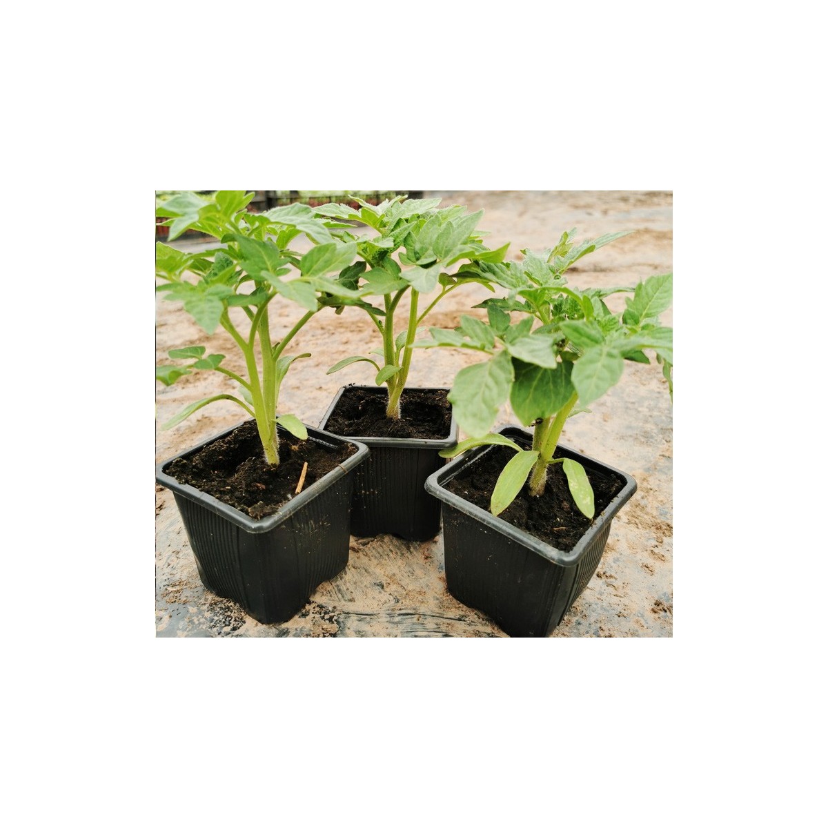 Plants de tomates pour les bacs