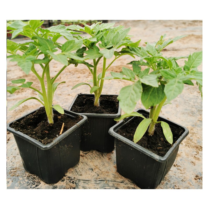 Plants de tomates pour les bacs