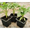 Plants de tomates pour les bacs