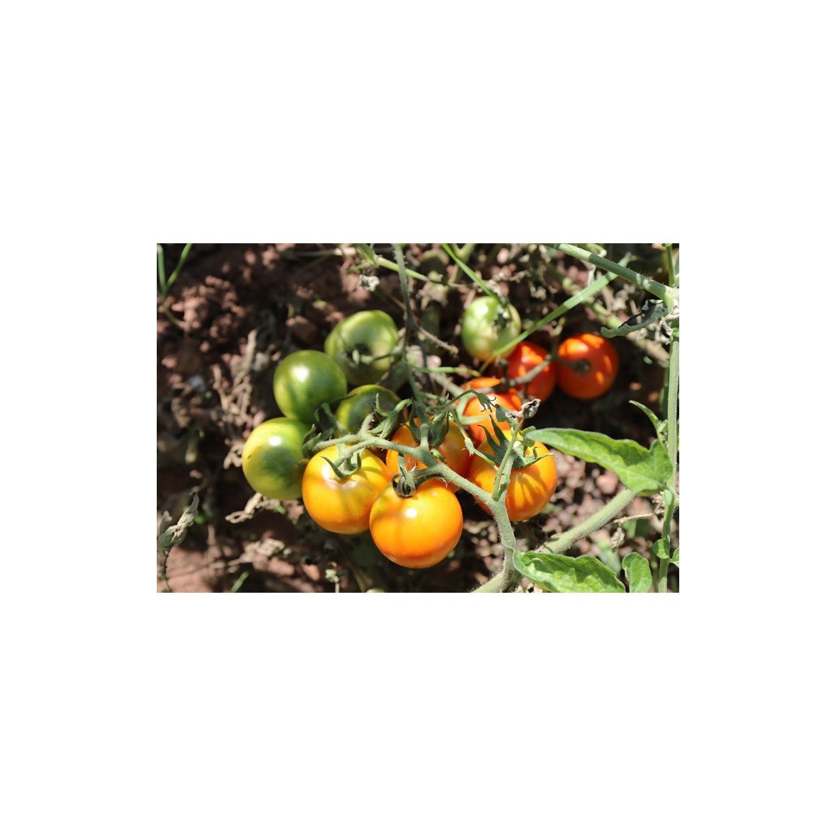 Tomate délice d'or