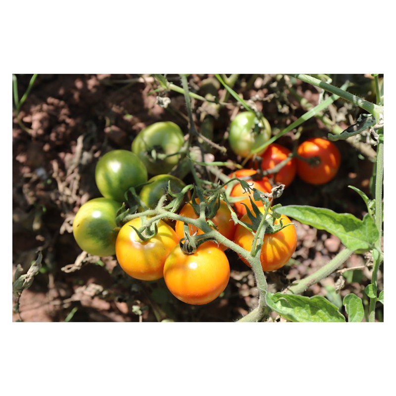 Tomate délice d'or