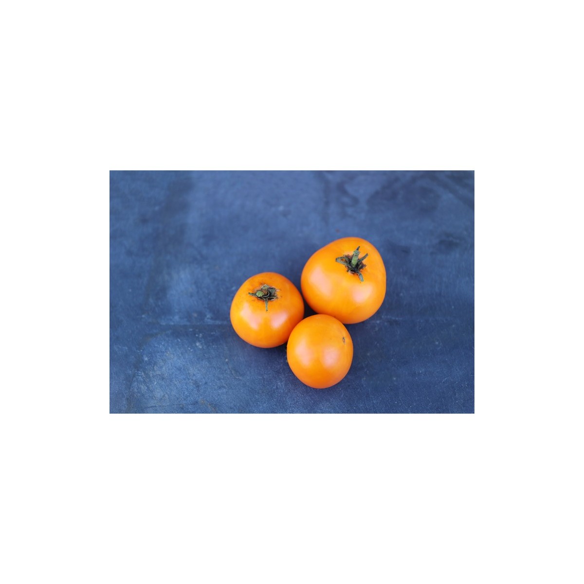 Tomate délice d'or semences biologiques Pascal Poot