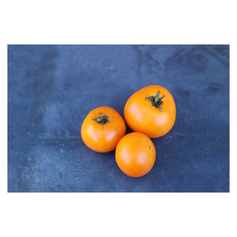Tomate délice d'or semences biologiques Pascal Poot