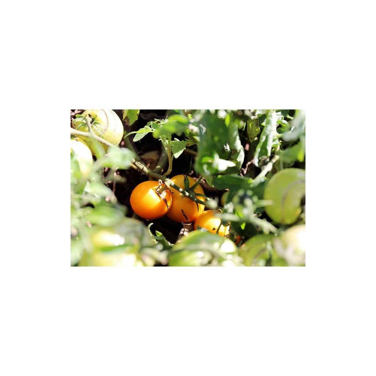 Tomate Ambre