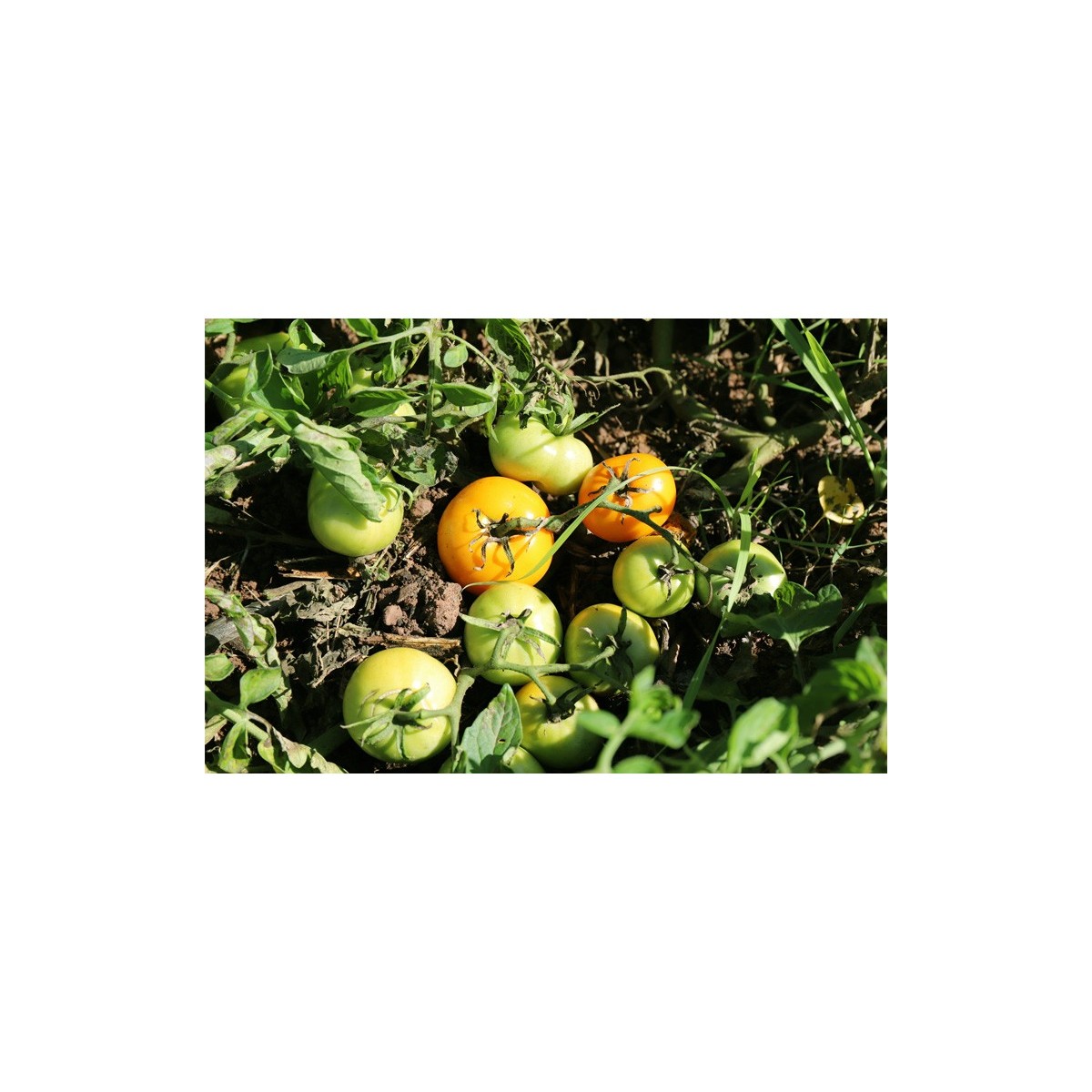 Tomate Ambre semences biologiques Pascal Poot