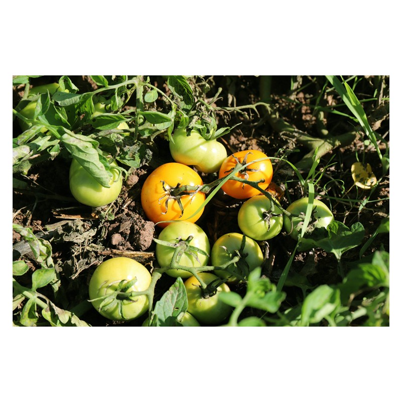 Tomate Ambre semences biologiques Pascal Poot