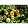 Tomate Ambre semences biologiques Pascal Poot