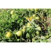 Tomate Ambre semences biologiques Pascal Poot