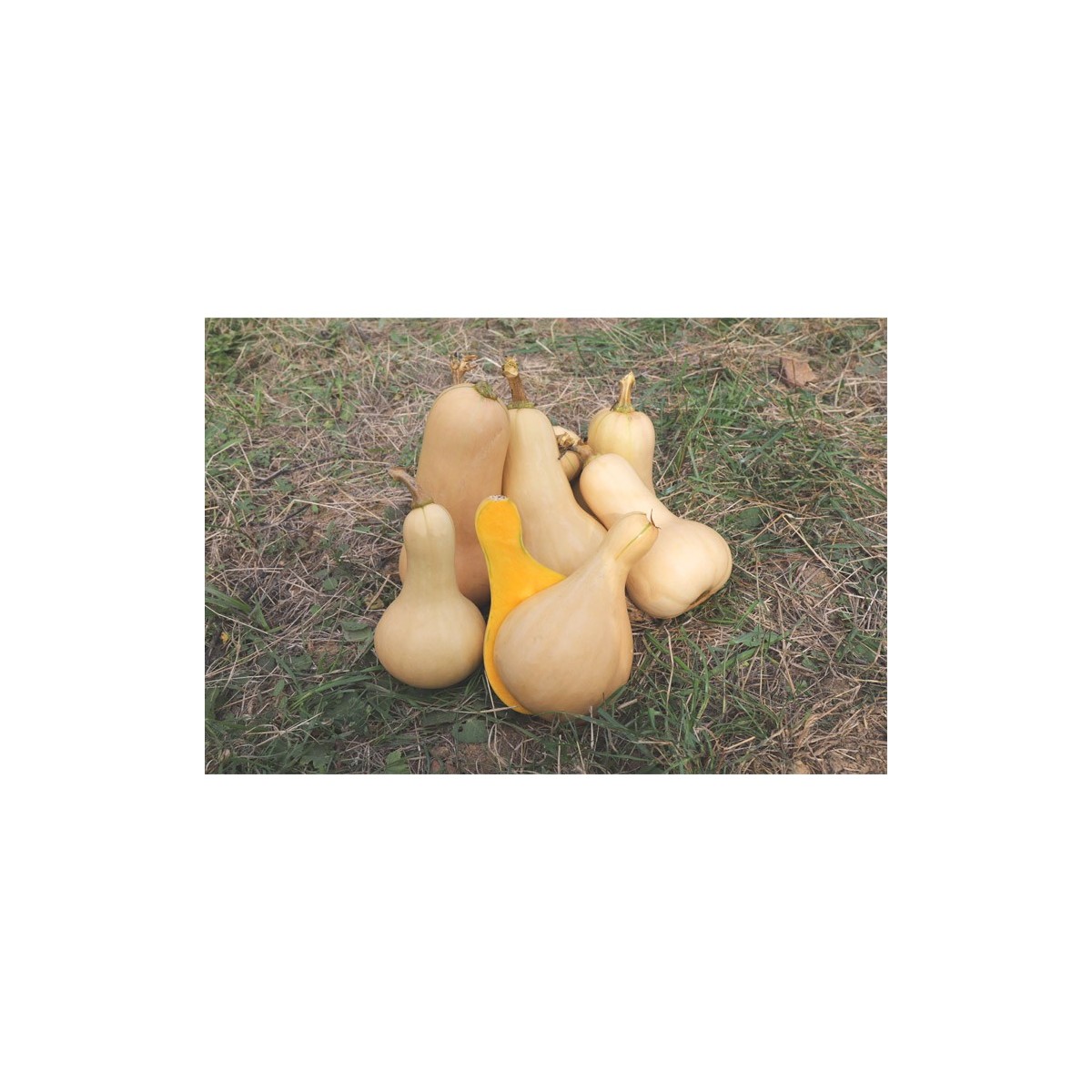 Courge Butternut précoce semences biologiques Pascal Poot