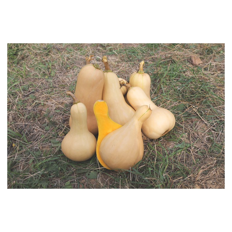 Courge Butternut précoce semences biologiques Pascal Poot