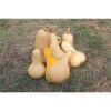 Courge Butternut précoce semences biologiques Pascal Poot
