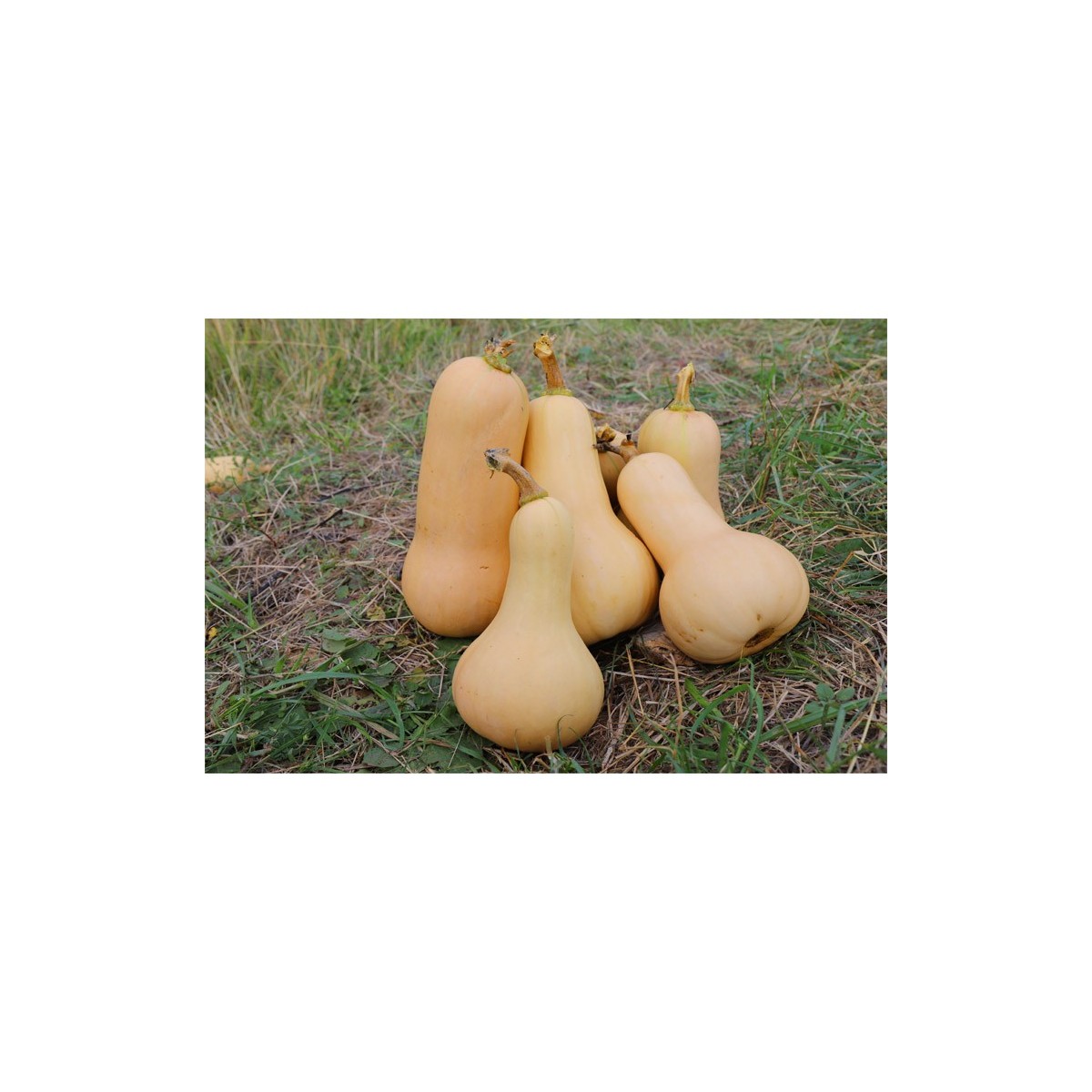 Courge Butternut