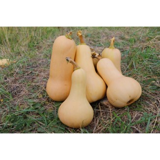 Courge Butternut