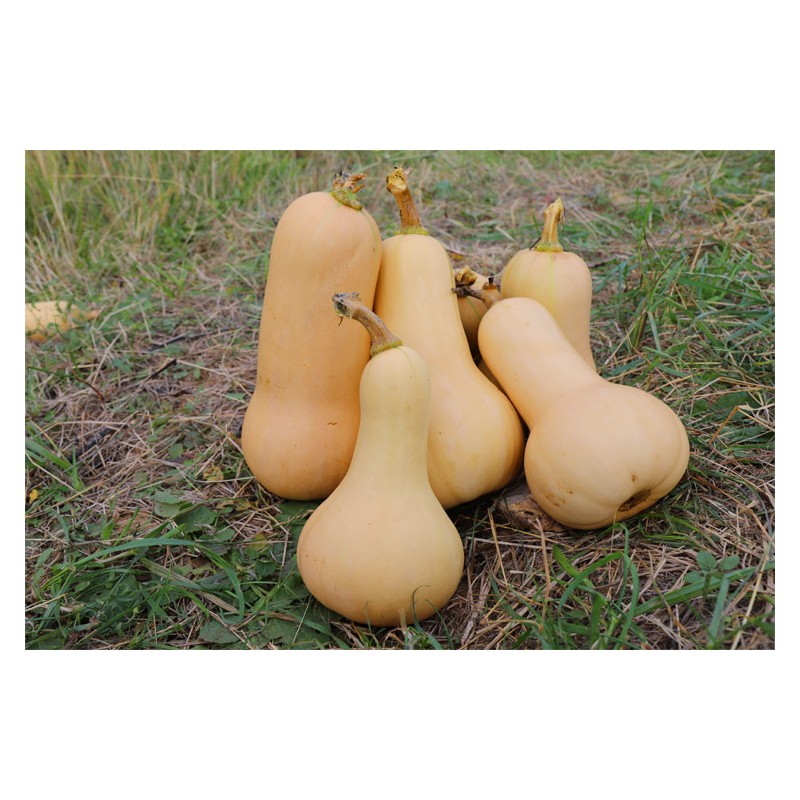 Courge Butternut