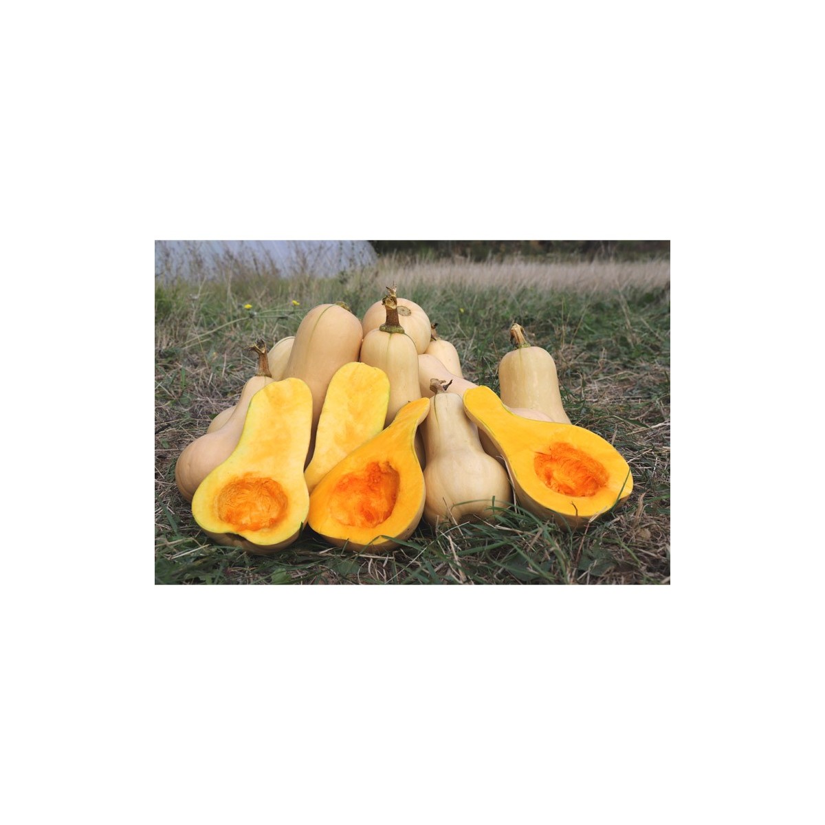 Courge Butternut précoce semences biologiques Pascal Poot