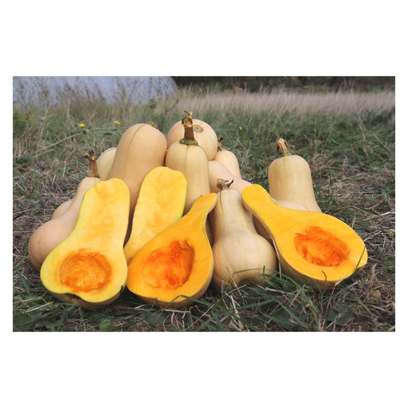 Courge Butternut précoce semences biologiques Pascal Poot