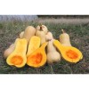 Courge Butternut précoce semences biologiques Pascal Poot