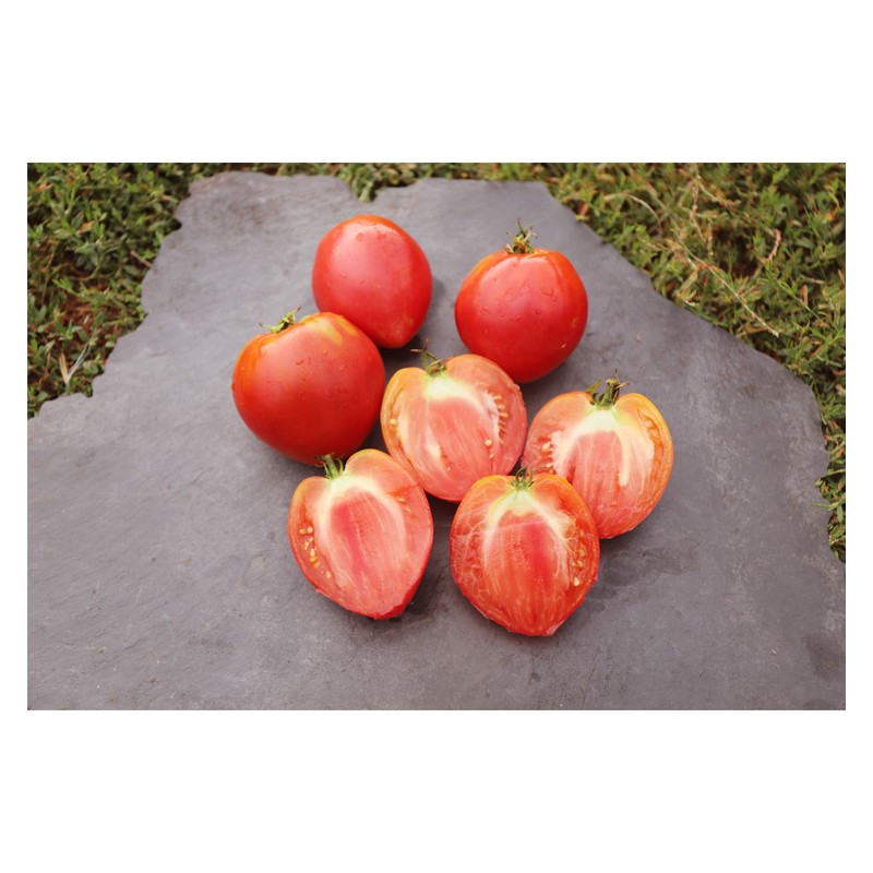 Tomate Coeur de Boeuf Oxheart - 30 graines bio