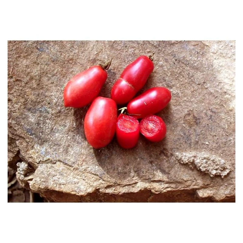 Tomate dix doigts de Naples