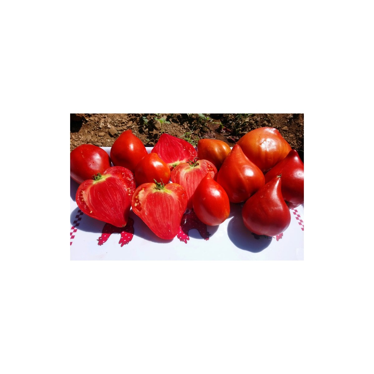 Tomate cœur de bœuf Red Reif