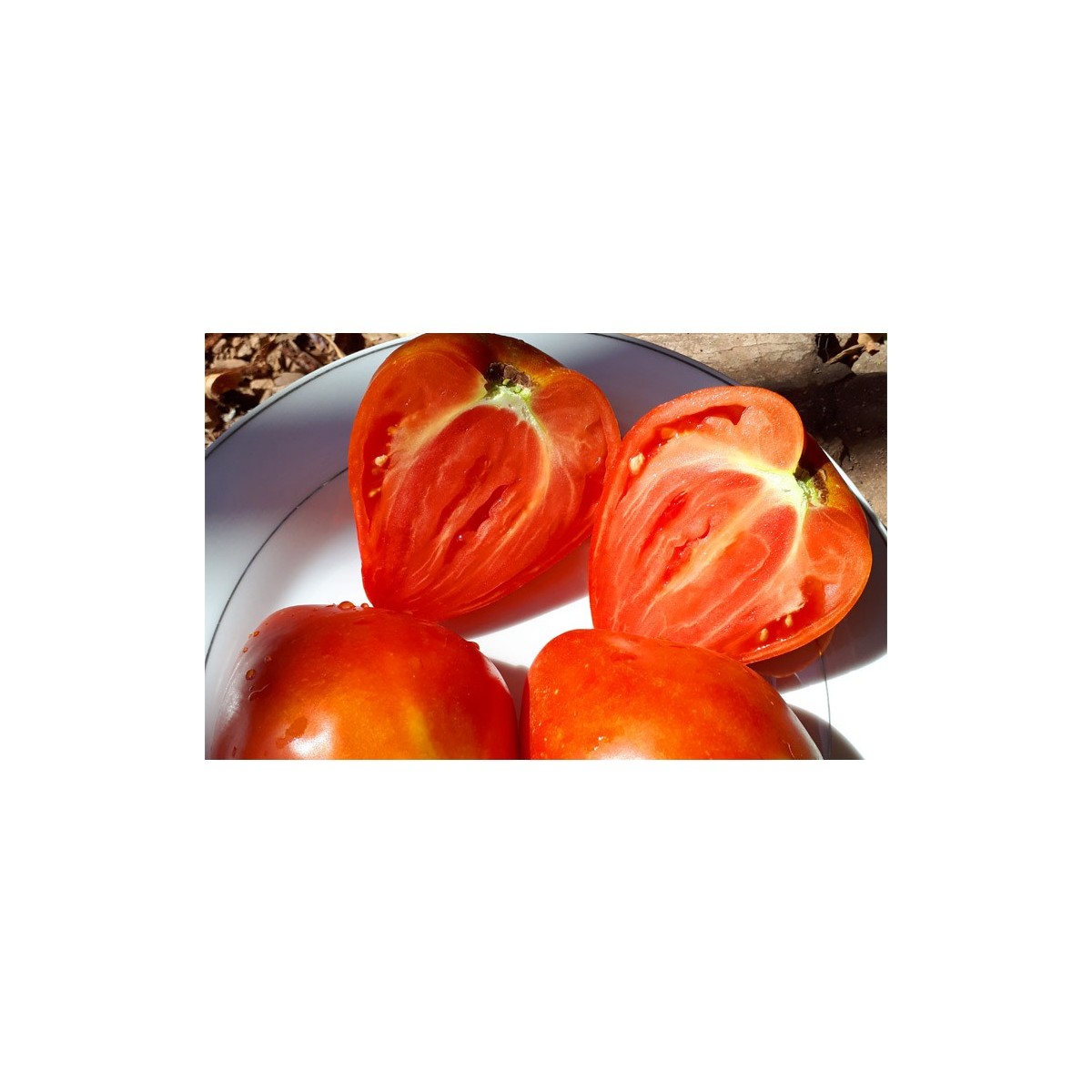 Tomate cœur de Bœuf Red Reif rouge semences bio boutique en ligne